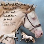 Ter dekking verschillende top hengsten PRE BABS BP NMPRS ASP, Dieren en Toebehoren, Paarden en Pony's | Dekhengsten en Fokmerries