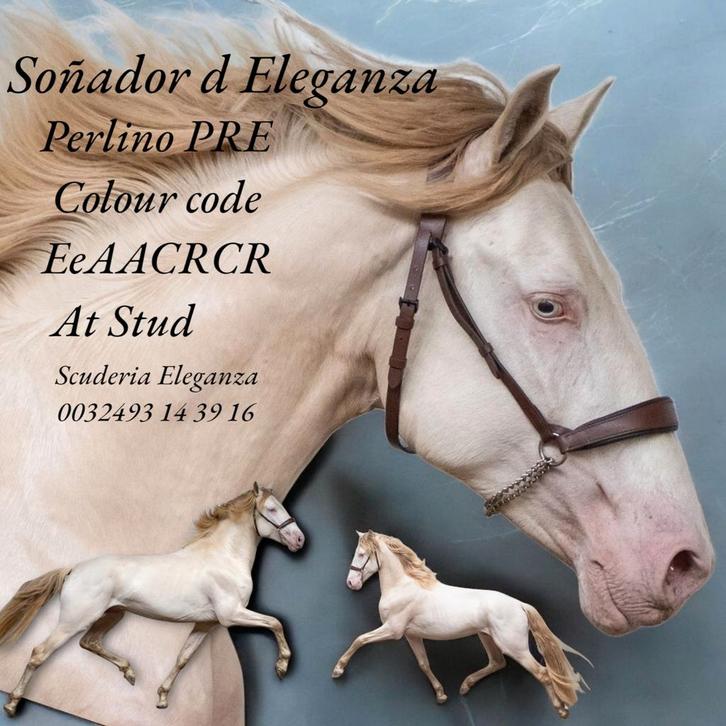 Ter dekking verschillende top hengsten PRE BABS NMPRS ASPC, Dieren en Toebehoren, Paarden en Pony's | Dekhengsten en Fokmerries