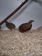 Harlekijn kwartel mannen natuurbroed, Dieren en Toebehoren, Vogels | Overige Vogels, Mannelijk, Tropenvogel, Geringd