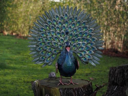 PAUW MET OPEN STAART / metaal, Tuin en Terras, Tuinbeelden, Nieuw, Dierenbeeld, Metaal, Ophalen of Verzenden