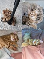 Kitten gezocht!!!, Dieren en Toebehoren