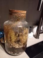 Gratis pot voor planten mini ecosysteem terrarium, Huis en Inrichting, Kamerplanten, Ophalen, In pot, Halfschaduw, Minder dan 100 cm