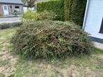 Cotoneaster horizontalis – breed uitgegroeide sierstruik, Ophalen, Overige soorten, Struik, 100 tot 250 cm