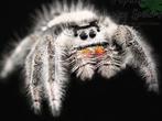 Springspin - Phiddipus Regius White Bahamas, Dieren en Toebehoren, Spin of Schorpioen