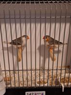 Koppel witborst grijs 2025, Dieren en Toebehoren, Vogels | Overige Vogels, Meerdere dieren, Geringd