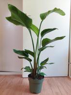 Strelitzia Nicolai - Paradijsvogelplant H: 104 cm., Ophalen, 100 tot 150 cm, Overige soorten, Halfschaduw