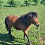 Mini paardjes, Meerdere dieren, Gechipt, 0 tot 2 jaar, A pony (tot 1.17m)