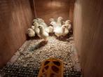 Poule de Bresse kuikens in februari???, Dieren en Toebehoren, Pluimvee, Geslacht onbekend, Kip