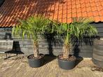2 winterharde palmbomen te koop!, Ophalen, Volle zon, Palmboom