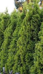 Conifeer “SMARAGD”, Ophalen of Verzenden, 100 tot 250 cm