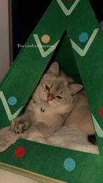 Prachtige Britse Korthaar Dekkater beschikbaar voor dekking, Dieren en Toebehoren, Katten en Kittens | Dekkaters, 0 tot 2 jaar