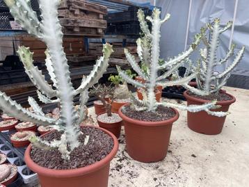 Cactus Euphorbia Lactea White Ghost potmaat 30cm beschikbaar voor biedingen