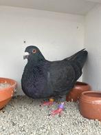 Laudino kropper, Dieren en Toebehoren, Vrouwelijk, Kropper