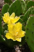 🌵🏵 Winterharde schijfcactus, Opuntia humifusa, Overige soorten, Volle zon, Vaste plant, Ophalen of Verzenden