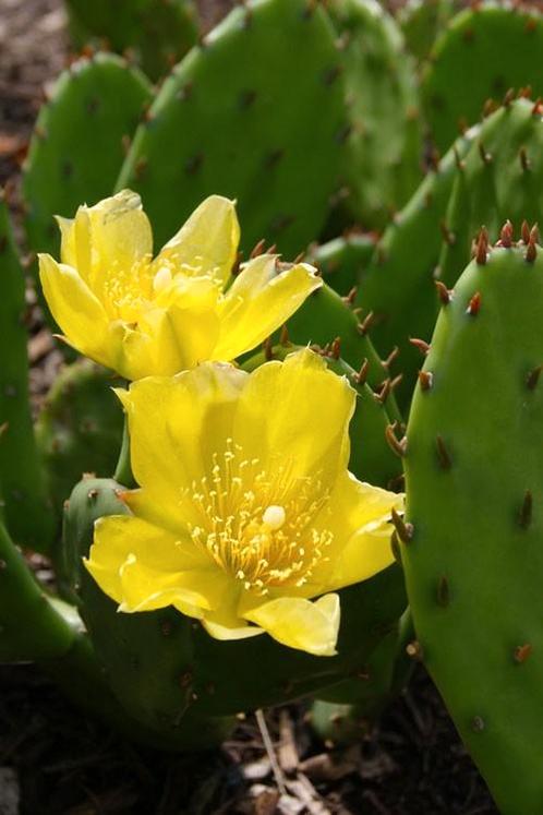 🌵🏵 Winterharde schijfcactus, Opuntia humifusa, Tuin en Terras, Planten | Tuinplanten, Vaste plant, Overige soorten, Volle zon