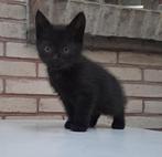 Mooie Kittens, Dieren en Toebehoren, Katten en Kittens | Raskatten | Korthaar, Poes, Ontwormd, 0 tot 2 jaar
