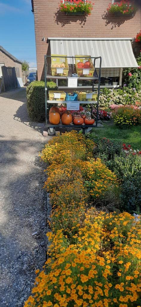 Pompoenen en kalebassen, Tuin en Terras, Overige Tuin en Terras, Nieuw, Ophalen of Verzenden