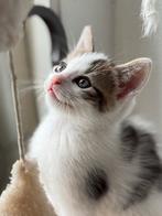 Kittens (geënt en gechipt), Meerdere dieren