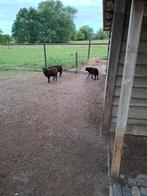 Quassant  bokken, Dieren en Toebehoren, Schapen, Geiten en Varkens, Mannelijk, Schaap