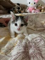 Poes, Dieren en Toebehoren, Poes