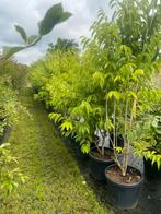 Heptacodium zevenzonenboom meerstam leverbaar tot 300 cm, Tuin en Terras, Ophalen, Overige soorten, Struik, 100 tot 250 cm