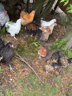 Orpington hennen, Dieren en Toebehoren, Pluimvee