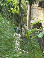 Biologische tuinplanten en bomen te koop, Tuin en Terras, Planten | Bomen, Ophalen of Verzenden, Halfschaduw