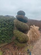Conifeer Spiraal - Prachtige Tuinblikvanger, Bloeit niet, Overige soorten, 100 tot 250 cm, Ophalen