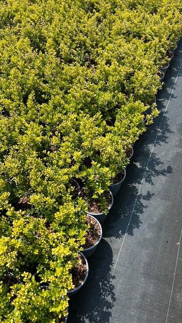 Ilex crenata haagplanten in verschillende maten beschikbaar voor biedingen