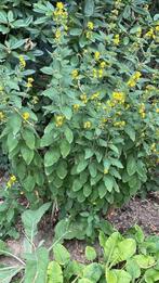Te koop: wederik planten, biologisch , vast, Tuin en Terras, Vaste plant, Halfschaduw, Zomer, Ophalen