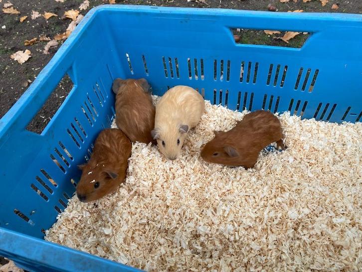 Cavia`s, Boeken, Dieren en Huisdieren, Zo goed als nieuw, Konijnen of Knaagdieren, Ophalen of Verzenden