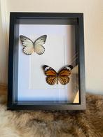 Vlinders in een fotolijst, Nieuw, Ophalen of Verzenden
