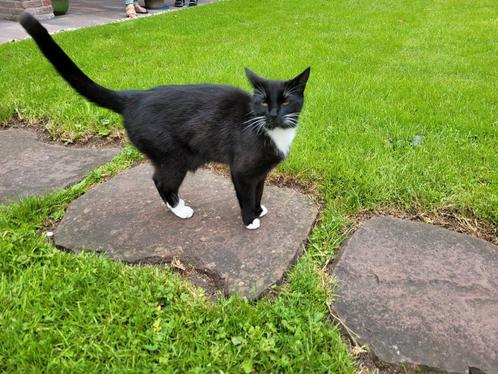 Leuke jonge poes 2 jaar zwart kortharig, Dieren en Toebehoren, Katten en Kittens | Overige Katten, Poes