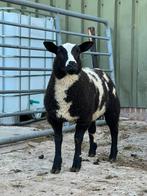 Diverse ramlammeren, Meerdere dieren, Schaap, 0 tot 2 jaar