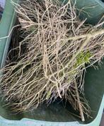 Buxus hout, Ophalen, Buxus, Minder dan 100 cm