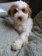 Australian labradoodle pup met stamboom, Dieren en Toebehoren, Honden | Chihuahua's en Gezelschapshonden, Overige rassen, CDV (hondenziekte)