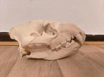 gestreepte hyena schedel, Ophalen of Verzenden, Schedel