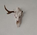 Abnormale eland schedel gewei, Ophalen of Verzenden, Zo goed als nieuw, Hert, Schedel