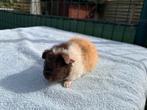 Zeer lief Us teddy beertje, Mannelijk, Cavia, Tam