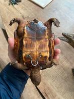 Oude Schildpad en leguaan Decoratie taxadermie, Antiek en Kunst, Ophalen of Verzenden