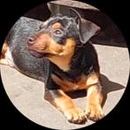 pup Jack Russel reu black/tan, Jack Russell Terriër, Reu, CDV (hondenziekte), 8 tot 15 weken