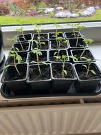 Tomaten stekjes, Ophalen, Volle zon, Groenteplanten, Eenjarig