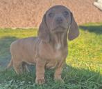 Teckel pups laatste teefje, Dieren en Toebehoren, België, Standaard, Fokker | Hobbymatig, 8 tot 15 weken