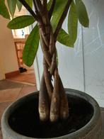 Grote kamerplant ( 1.80 hoog), Huis en Inrichting, Kamerplanten, Ophalen, Volledige schaduw, Overige soorten, In pot