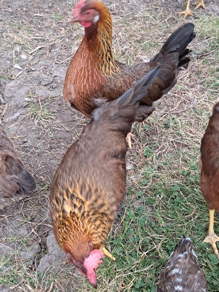Italiener legkip patrijs kleurig verenkleed, Dieren en Toebehoren, Pluimvee, Kip, Vrouwelijk