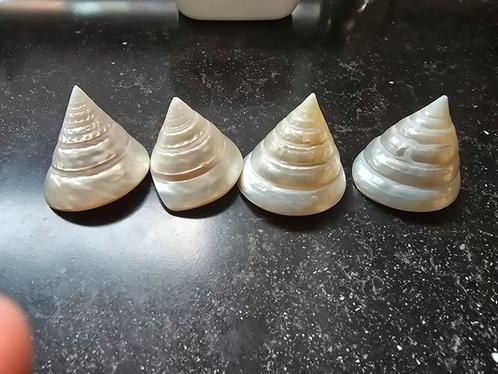 Deze parelmoer schelp ( Troches) is ongeveer 6/7 hoog
Ze kos, Verzamelen, Mineralen en Fossielen, Schelp(en), Ophalen of Verzenden
