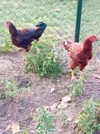 Rhode red island haan, Dieren en Toebehoren, Pluimvee, Mannelijk, Kip