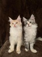 XXL Maine coon kittens beschikbaar €1450 met stamboom, Dieren en Toebehoren, Katten en Kittens | Raskatten | Langhaar, Meerdere dieren