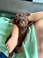 Mini labradoodle pups te koop! 💙💙 reutje!, Dieren en Toebehoren, Honden | Chihuahua's en Gezelschapshonden, Overige rassen, CDV (hondenziekte)