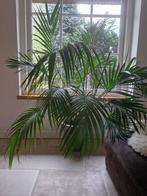 Kentia Palm, Huis en Inrichting, Kamerplanten, Palm, 150 tot 200 cm, Halfschaduw, Ophalen